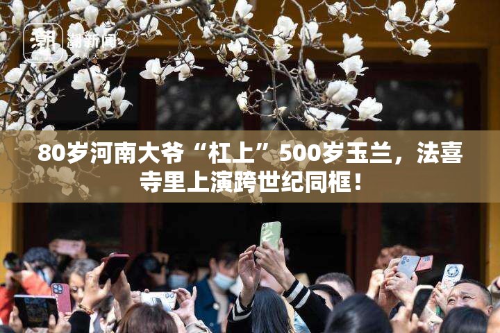 80岁河南大爷“杠上”500岁玉兰，法喜寺里上演跨世纪同框！