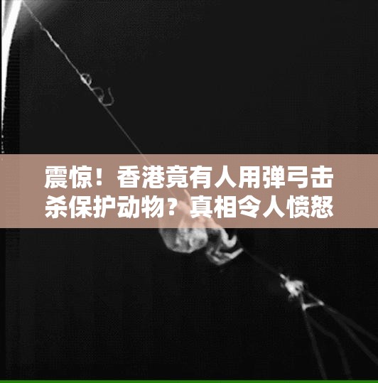 震惊！香港竟有人用弹弓击杀保护动物？真相令人愤怒！